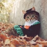 Cat in costume amidst autumn leaves