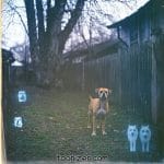 Dog in yard with ghostly animal figures