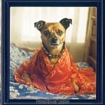 Dog in red robe sitting on bed.