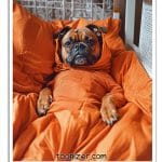 Dog in orange hoodie on bed.