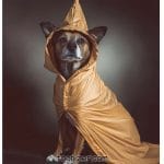 Dog wearing a brown hooded cloak.