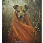 Small dog wrapped in orange fabric outdoors