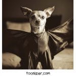 Small dog wearing a bat costume