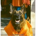 German Shepherd wearing bright orange garment