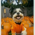 Dog wearing orange in pumpkin patch, smiling.