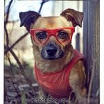 Dog wearing red glasses and shirt outdoors.