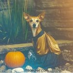 Dog in costume with pumpkin outside.