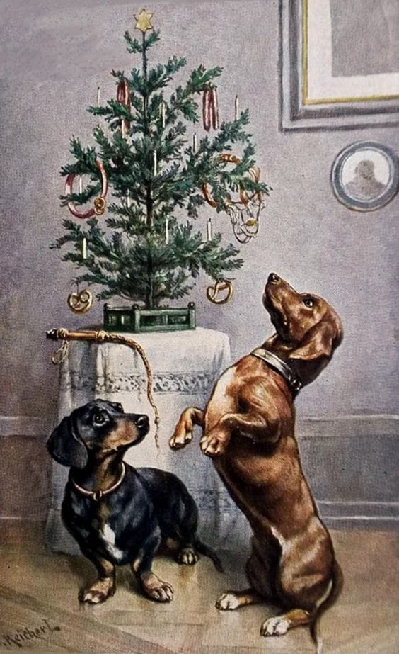 Two dogs near decorated Christmas tree indoors.