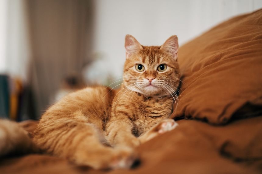 Orange tabby cat lounging on brown bed