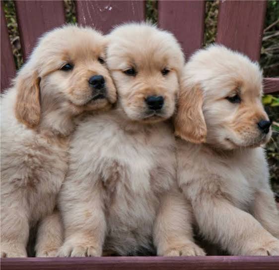 Three golden retriever puppies sitting together