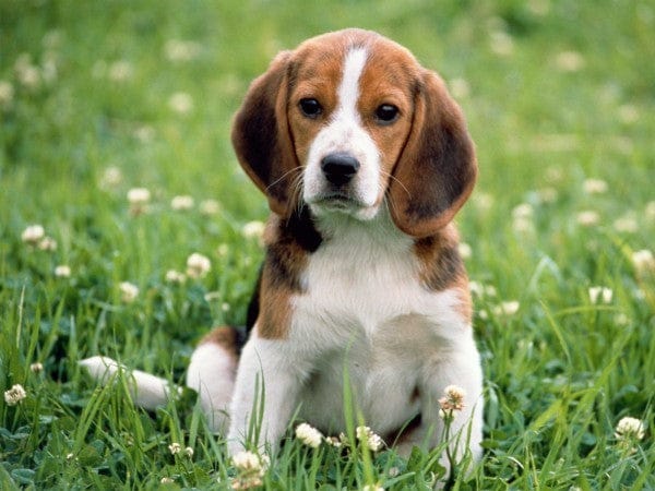 Beagle puppy sitting in green grass